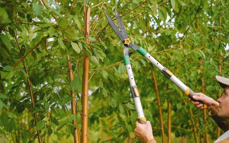Tree trimming in Maple Rapids, MI